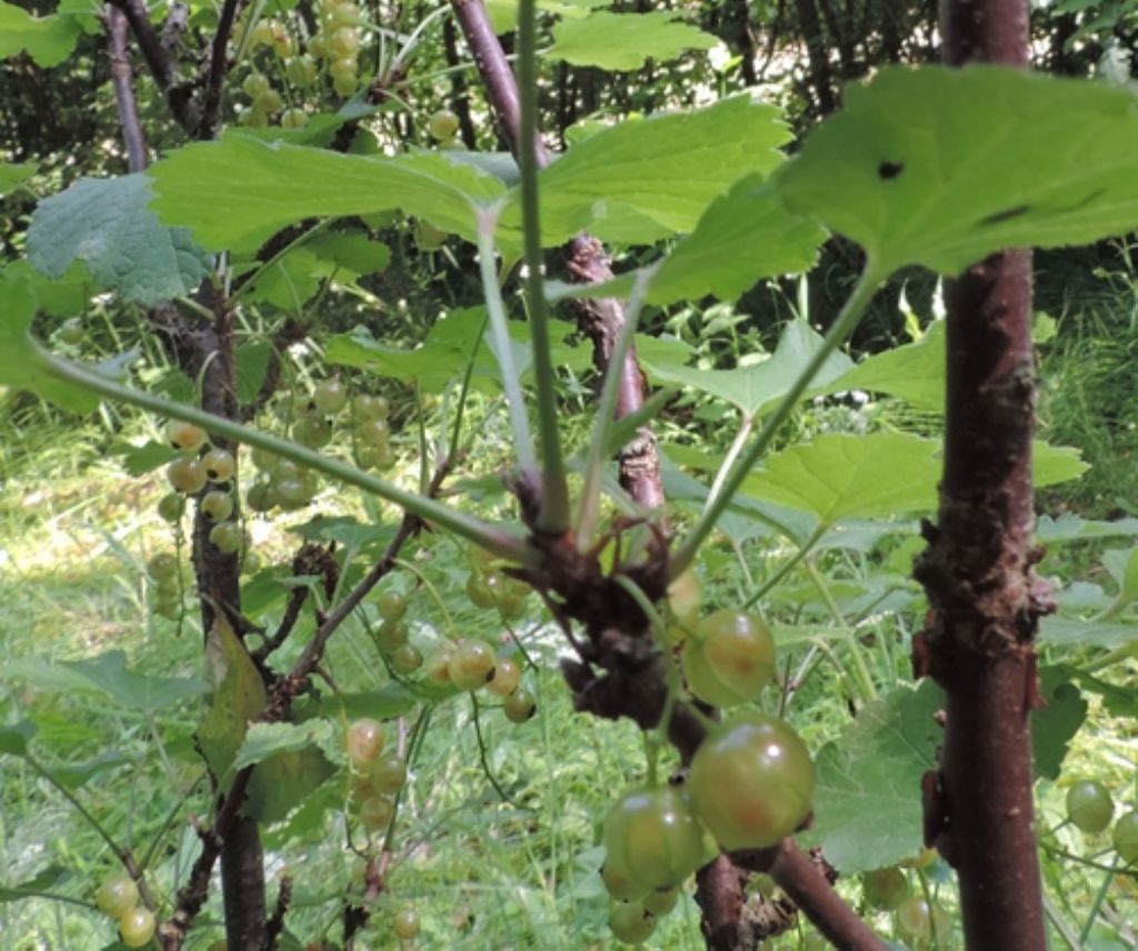 Forse uva ursina ? No, Ribes sp. (Saxifragales Grossulariaceae)